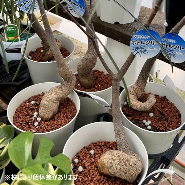 Amazon｜おしゃれ 観葉植物：ブラキキトン ボトルツリー*プラポット 5